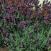 24x Lavendel 'Munstead' - 10-25cm hoch - Ø9cm Topf Bild 5