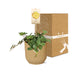 Peperomia 'Hope' im ELHO Vibes Fold Topf 14 cm gelb Bild 5