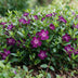 Vinca minor Atropurpurea (Maagdenpalm) - 6 violette Bodendecker Pflanzen Bild 5