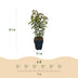 GreenboutiQ - Heckenpflanzen - Prunus lusitanica Angustifolia - Blatt grün - 6 Pflanzen - 1 laufender Meter - immergrün - Topf 17cm Höhe 50cm Bild 3