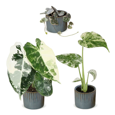 3x Baby Variegata Mix: Alocasia Frydek, Monstera Mint, Ceropegia Woodii