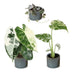 3x Baby Variegata Mix: Alocasia Frydek, Monstera Mint, Ceropegia Woodii Bild 2