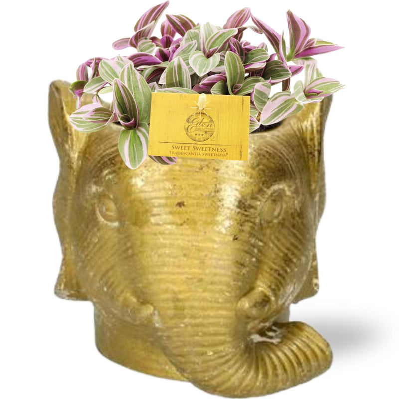 Tradescantia Sweetness - Ø10,5cm - ↕10cm + Planter Olifant D11/12x10cm - Gold