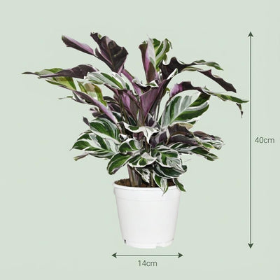 Calathea Fusion White (Ø 14cm) - Exotische Zimmerpflanze für Ihr Zuhause