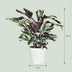 Calathea Fusion White (Ø 14cm) - Exotische Zimmerpflanze für Ihr Zuhause Bild 2