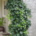 Efeu (Hedera helix) Ø15cm, 65cm hoch – winterharte Kletterpflanze Bild 4