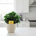 Peperomia Burning Bush - Pflegeleichte Zimmerpflanze, Ø15cm, ↕25cm Bild 3
