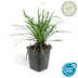 60x Liriope muscari 'Big Blue' – Immergrüner Bodendecker mit lila Blüten Bild 2