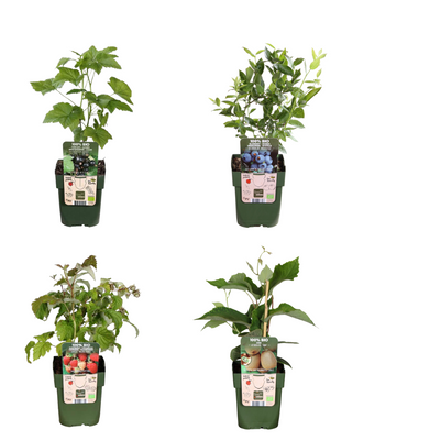 "Summer Fruits" Organic Fruit Plant Mix - Set with 4 different varieties