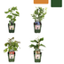„Sommerfrüchte“ BIO Obstpflanzen-Mix – Set mit 4 verschiedenen Sorten Bild 3