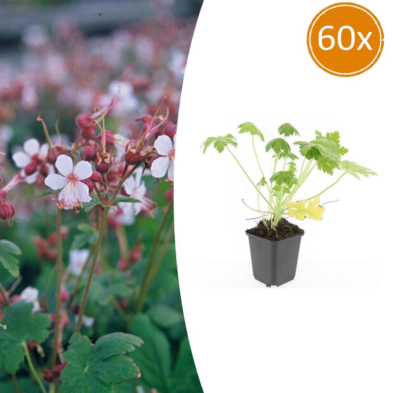 60x Geranium macrorrhizum 'Spessart' Bodendecker, 10-25cm
