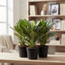 Aglaonema Jungle Silver - Elegant Houseplant Ø19cm, ↕60cm Bild 3