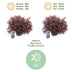 GreenboutiQ - Gartenpflanze - Leucothoe Burning Love - Rot - 2 Pflanzen - Immergrün - Wenig Pflege - Topf 17cm Höhe 45cm Bild 12