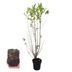 Paletten-Angebot Heckenpflanzen: 50 Ligustrum Ovalifolium ↕ 80-100 - Ø 19cm | Mini-Palette Bild 4