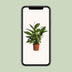 Spathiphyllum Vivaldi Friedenslilie – Ø17cm, ↕70cm Bild 5