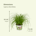 Katzengras (Cyperus Alternifolius) - 4er Packung, 20cm hoch Bild 3