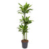 Dracaena Golden Coast Pflanze, 160 cm hoch, ø24 Topf Bild 1