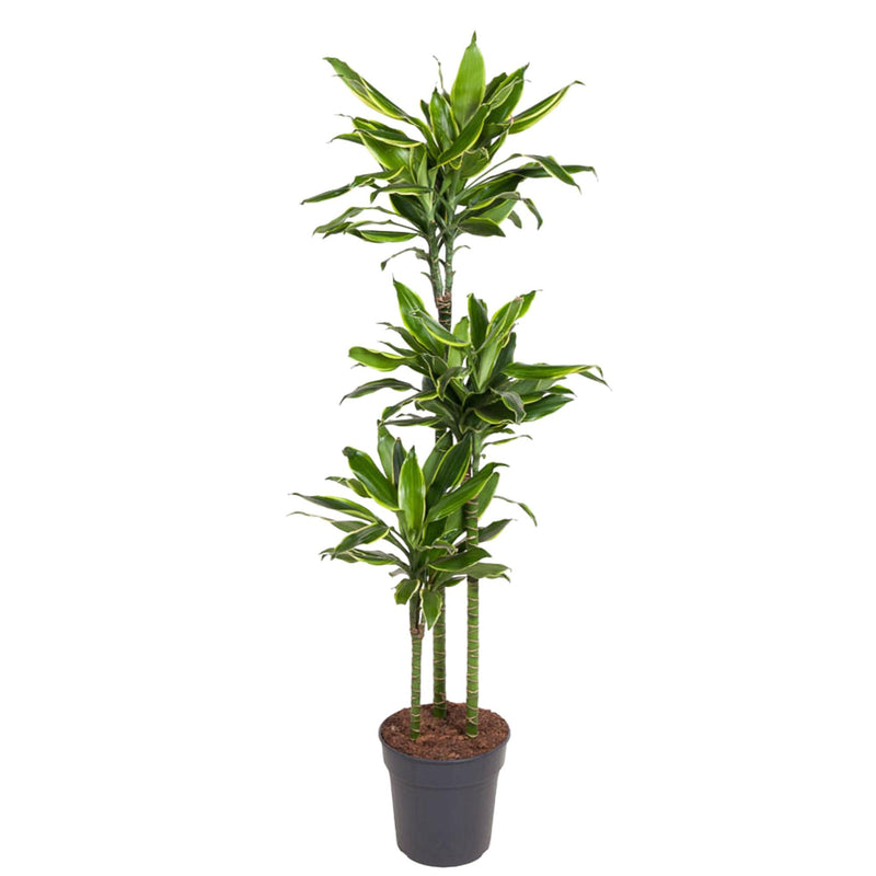 Dracaena Golden Coast Pflanze, 160 cm hoch, ø24 Topf
