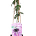 3x Passiflora 'Purple Haze' - Kletterpflanze mit lila Blüten - 65cm Bild 2