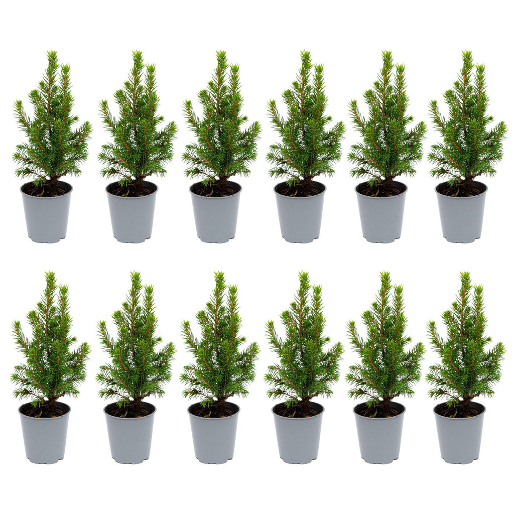 12 Mini-Weihnachtsbäume – ↑15–20 cm – Ø 6 cm (Picea glauca Perfecta)