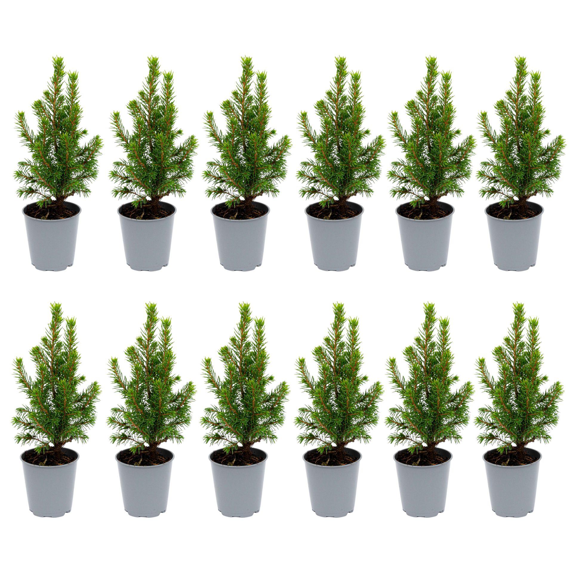 12 Mini-Weihnachtsbäume – ↑15–20 cm – Ø 6 cm (Picea glauca Perfecta)