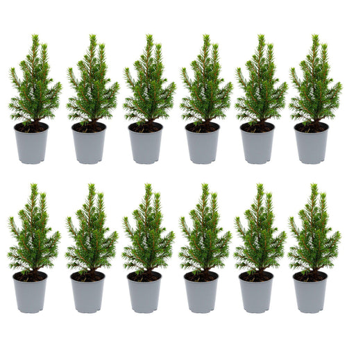 12 Mini-Weihnachtsbäume – ↑15–20 cm – Ø 6 cm (Picea glauca Perfecta)