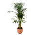 Areca-Palme 110cm im elho Vibes Fold Round Topf (rosa) Bild 1