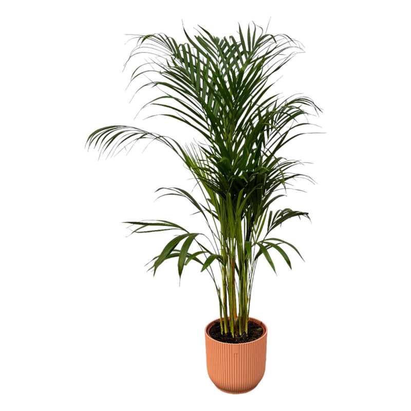 Areca-Palme 110cm im elho Vibes Fold Round Topf (rosa)