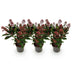 GreenboutiQ - Terrassenpflanze - Skimmia japonica Rubella - Blüte Rot - 10+ Blüten - 3 Pflanzen - Winterhart - Topf 10,5cm Höhe 25cm Bild 2
