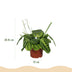 Green boutiQ - Houseplant - Maranta Fascinator Lemon Lime - Prayer Plant - Pet-friendly - Green - 4 plants - Pot 12cm - Height 30-35cm Bild 3