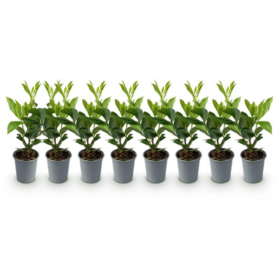 GreenboutiQ Kirschlorbeer 'Caucasica' - 8 Pflanzen für 1m Hecke