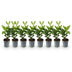 GreenboutiQ Kirschlorbeer 'Caucasica' - 8 Pflanzen für 1m Hecke Bild 2