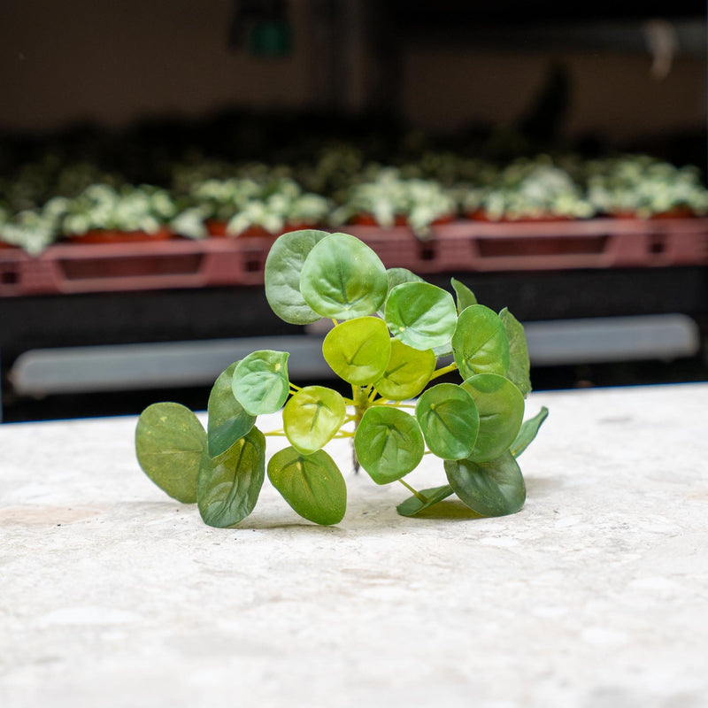 Pilea Mini Bush 13 cm – Compact Houseplant for Modern Living Ideas