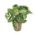 Syngonium Arrow in 12cm pot - 25cm high, easy to care for Bild 1