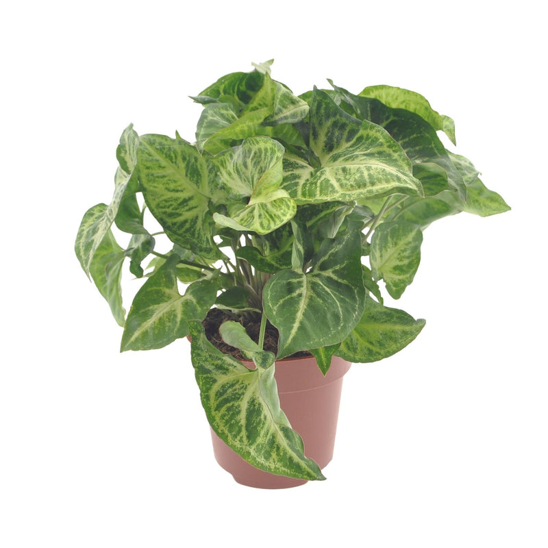 Syngonium Arrow in 12cm pot - 25cm high, easy to care for
