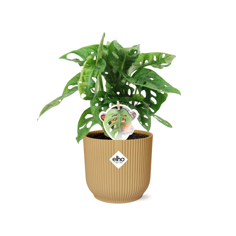 Monstera 'Monkey Leaf' im ELHO Vibes Fold Topf 14 cm gelb