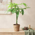 Money Tree (Pachira Aquatica) with Braided Stem, Set of 2, 60-70cm Bild 3