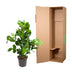 Clusia Rosea, 100 cm, Topfdurchmesser 24 cm Bild 4