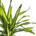 Dracaena Rikki (Ø19cm, 70-90cm): Elegante Grünpflanze für Ihr Zuhause Bild 3