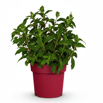 Gartenhortensie 'Groundbreaker Ruby' – Winterfest, Rote Blüten, Topf 14cm