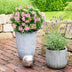 Zwergrhododendron Bloombux Magenta - 2 Pflanzen Bild 8