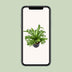 Asplenium Nidus Crissie - Vogelnestfarn | Ø23cm | ↕55cm Bild 5