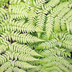 12x Wurmfarn (Dryopteris filix-mas) - 10-25cm Bild 6