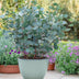 GreenboutiQ Eukalyptusbaum 'Eucalyptus gunnii' - Winterhart, 2 Pflanzen Bild 4
