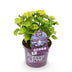 Hydrangea 'Forever & Ever' Blue, 7-12 Blooms, 55cm Bild 2