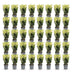 Green boutiQ - 40x Euonymus japonica Paloma Blanca - Spindelstrauch - Heckenpflanzen - Immergrün - Grün - Weiß - Topf 9cm - Höhe 20-30cm Bild 12