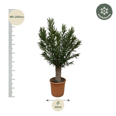Nerium Oleander Bonsai - 190cm - ø45 - Duftende Blütenpracht