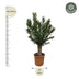 Nerium Oleander Bonsai - 190cm - ø45 - Duftende Blütenpracht Bild 2