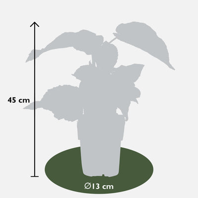 Bio Kiwi 'Jenny' - Selbstbefruchtend, Ø13cm, ↕45cm