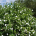 Hibiskus White Chiffon® Stamm, winterhart, weiße Blüte, Topf 19cm Bild 8